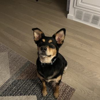 Smelly Dog - Brynn did my girl right - Pet Groomers Near Me - Phoenix, Arizona Smelly Dog - Brynn did my girl right - Pet Groomers Near Me - Phoenix, Arizona