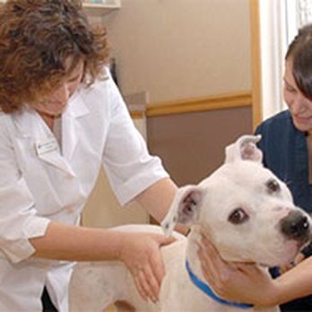 Lancaster Small Animal Hospital Ny: Trusted Care for Pets