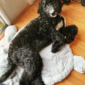 Prince Benji - Pet Groomers Near Me - Baltimore, Maryland