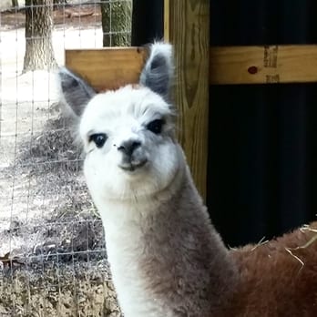 Funny Farm Alpacas - Shopping Near Me - Lecanto, Florida
