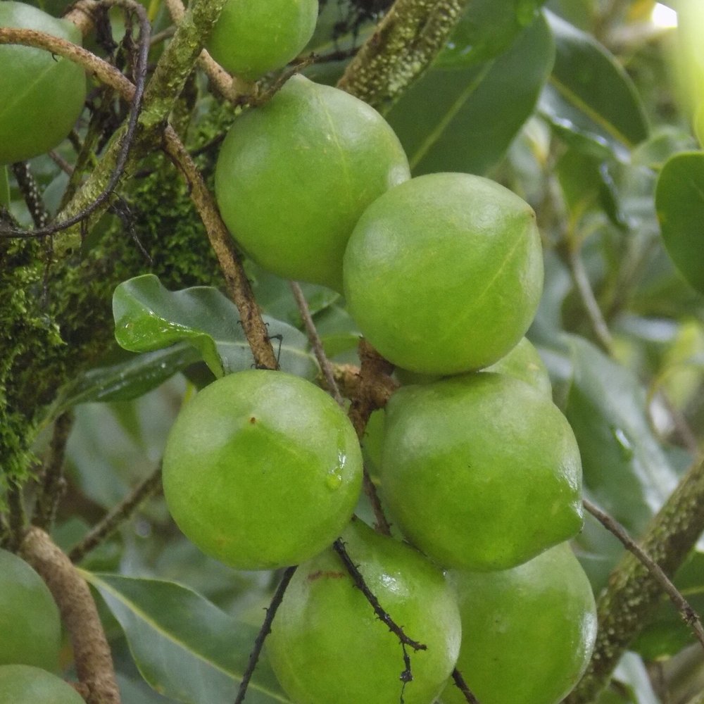 Macadamia nuts on the tree Macadamia nuts on the tree