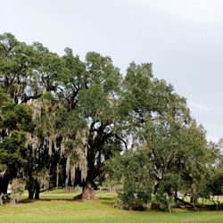 UF Health Orthopaedics and Sports Medicine Institute