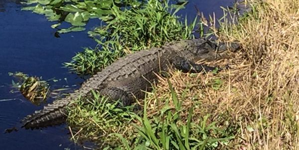 Stephen C Foster State Park by null