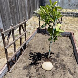 Hana Gardens Seaside - My new orange tree