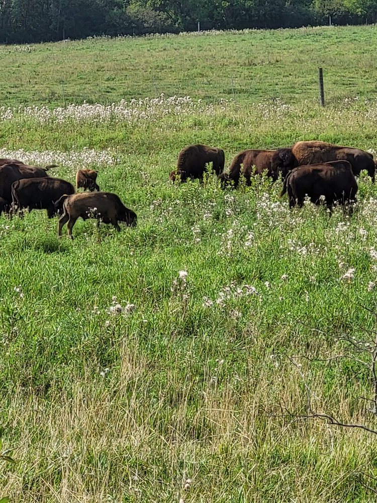 Silver Bison Ranch Logo