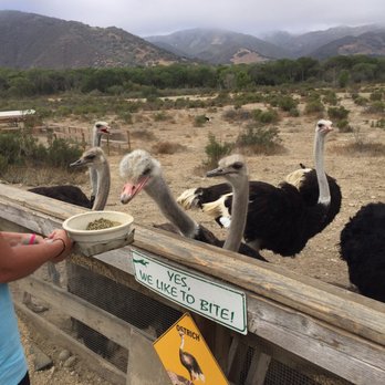 Ostrichland USA - Attraction Farms Near Me - Solvang, California Ostrichland USA - Attraction Farms Near Me - Solvang, California