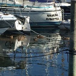 The Captain - Ducks near large boats, relaxing.