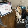 Photo of Power Paws