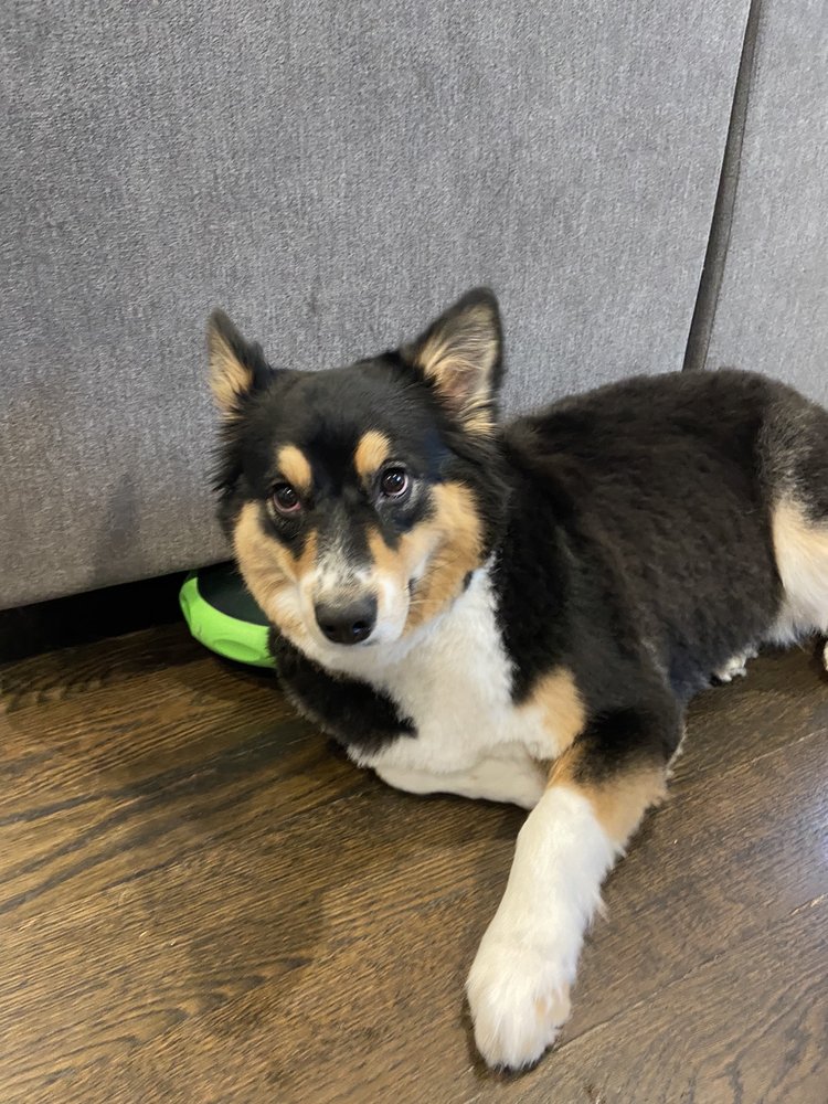 MUDDY BUDDIES MOBILE GROOMING Updated September 2024 28 Photos & 23