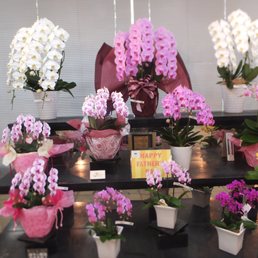 サカタのタネガーデンセンター横浜 31 Photos Nurseries Gardening 神奈川区桐畑2 横浜市 神奈川県 Japan Phone Number Yelp