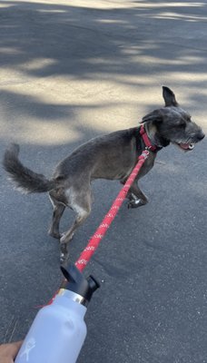 The Dog House by null