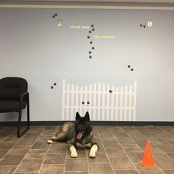 Jezzie Paws Dog Training - My akita "Dolly" tired after a very productive training with Jess!