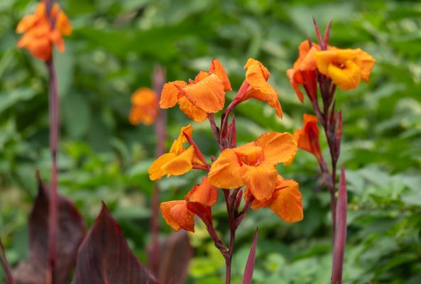 The Butchart Gardens by null