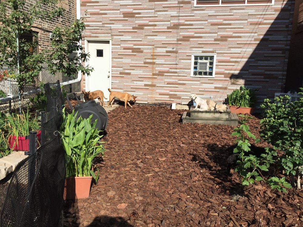 PAW PRINTS OF CHICAGO DOG BOARDING Updated October 2024 84 Photos & 14 Reviews 3350 S May