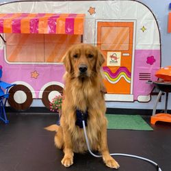 Zoom Room Dog Training - Riverton at the Zoom Room in Redlands.