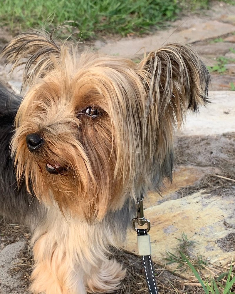 Ohilda's Dog Sitting Image
