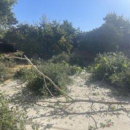More of the Oaktree. Didn't realize the tree was that big and would leave such a mess.