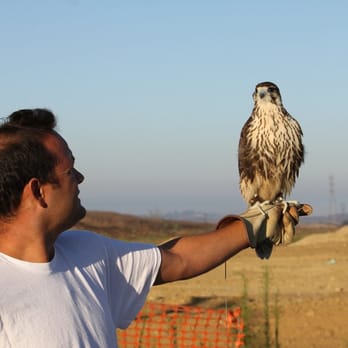Wildlife Removal Services - Falcons are cool. They can also be used for large scale pigeon control called hazing. - Pest Control Near Me - Escondido, California Wildlife Removal Services - Falcons are cool. They can also be used for large scale pigeon control called hazing. - Pest Control Near Me - Escondido, California