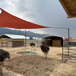 Scipio Petting Zoo