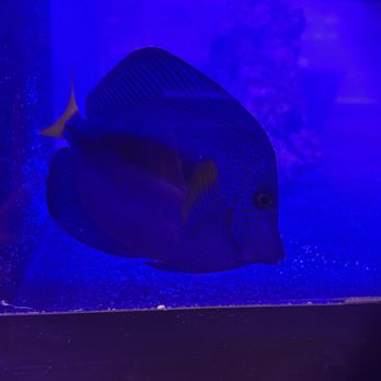 DT Aquarium - Purple tang - Local Fish Stores Near Me - Toronto, Ontario