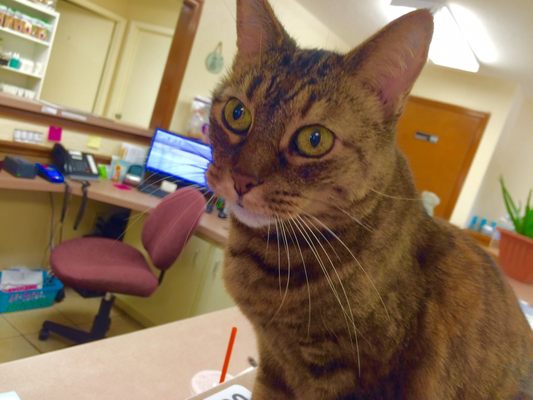 Skylark Animal Hospital