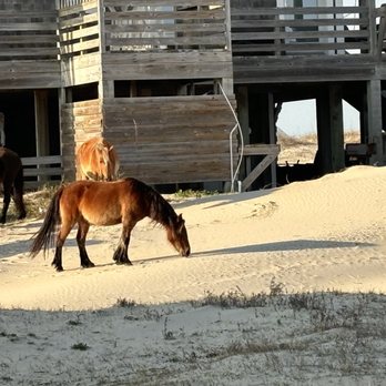 Wild Horse Adventure Tours - Tours Near Me - Corolla, North Carolina