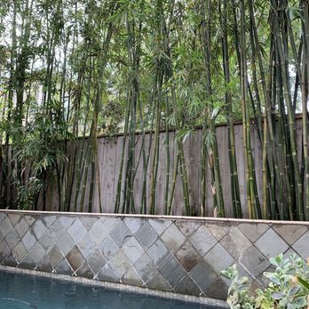 Houston Bamboo Nursery - After maintenance. All the brown, dead pieces removed and the back corner of the pool is bright. - Nurseries & Gardening Near Me - Houston, Texas