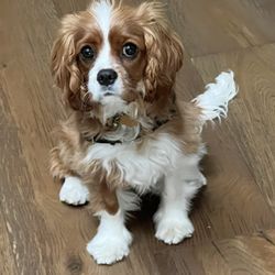 Crafty Canine Club - Sophia