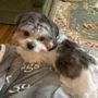 Photo of Lil' Dogs Resort