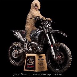Elite Moto Factory - Even the dogs dig the EMF