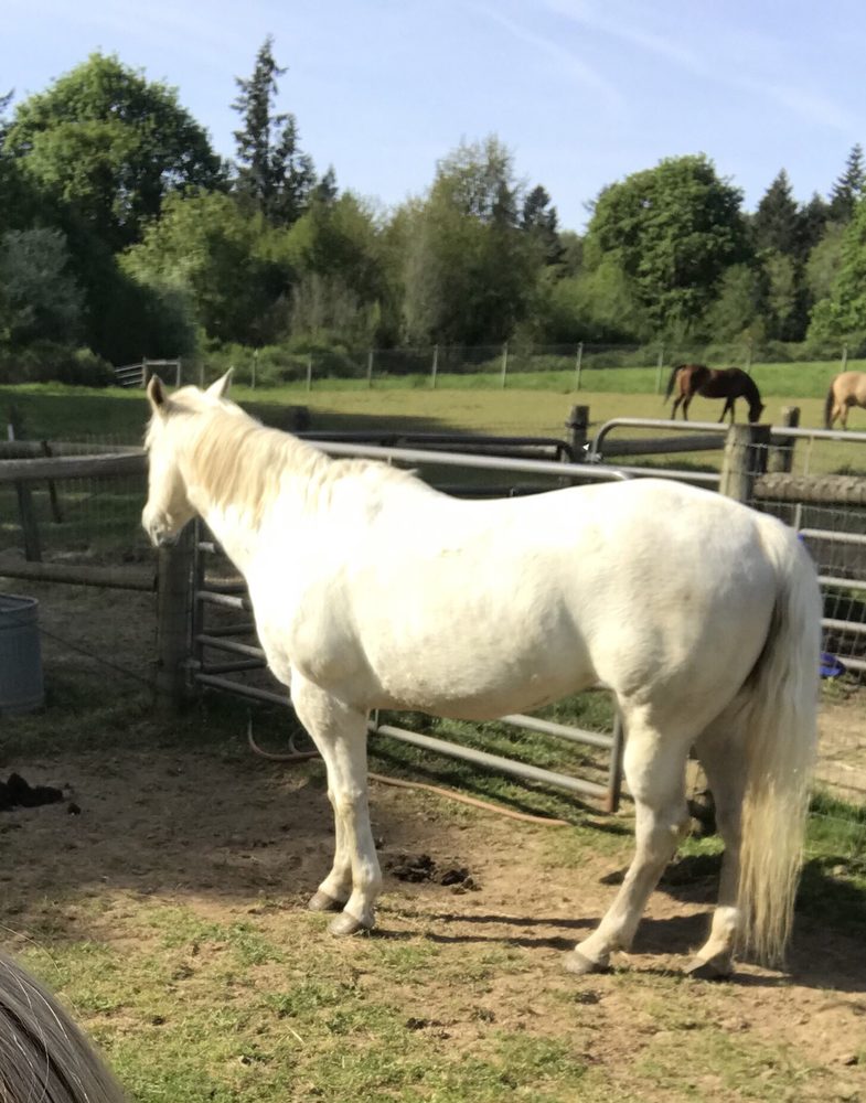 Coyote Moon Ranch - equestrian in Oregon City, OR