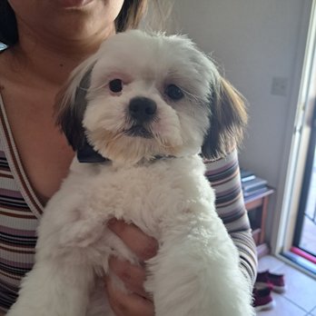 Furr Paradise Hemet - After - Pet Groomers Near Me - Hemet, California