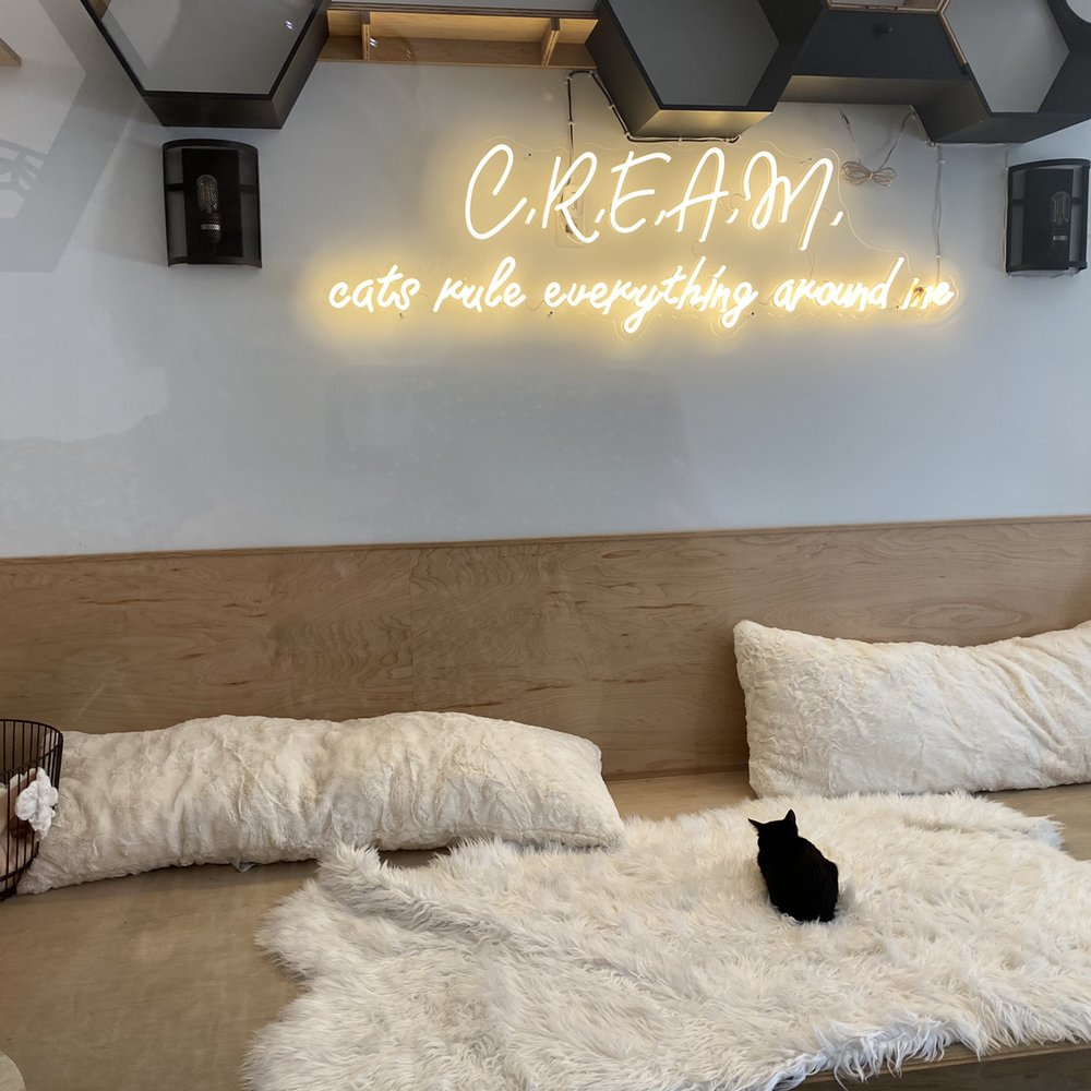 Kitty Cantina - Adorable cat viewing room! - Themed Cafes Near Me - Spokane, Washington Kitty Cantina - Adorable cat viewing room! - Themed Cafes Near Me - Spokane, Washington