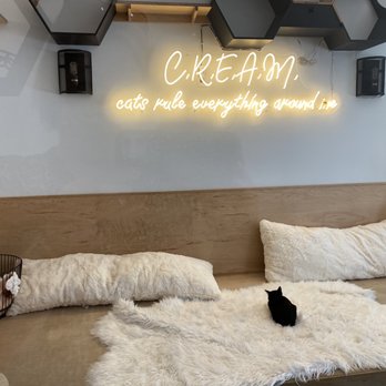 Kitty Cantina - Adorable cat viewing room! - Themed Cafes Near Me - Spokane, Washington