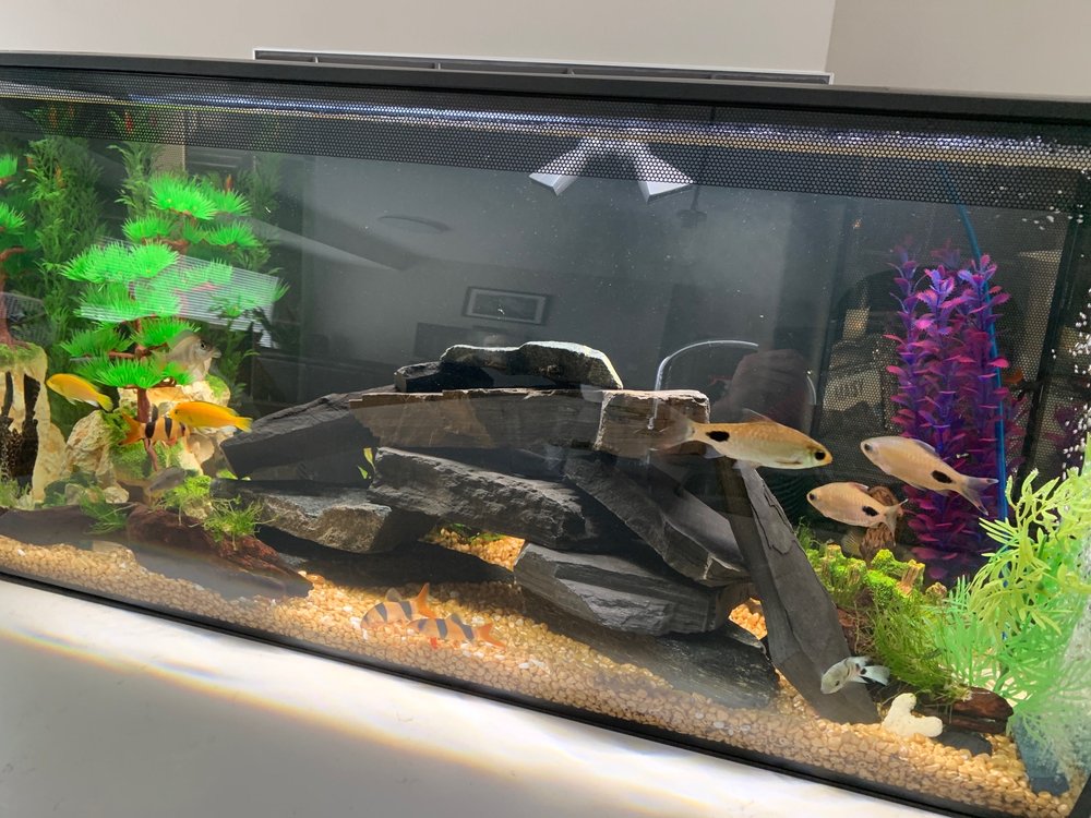 FRANCOS AQUARIUMS Updated September 2024 1935 32 Avenue NE, Calgary