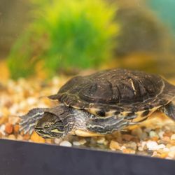 Children's Museum of Acadiana - Alvin the turtle welcomes you at the entrance.
