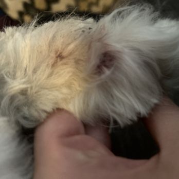 Biscuits & Bows - Pet Groomers Near Me - Palatine, Illinois Biscuits & Bows - Pet Groomers Near Me - Palatine, Illinois