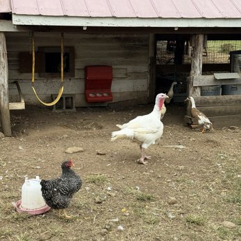 Wisteria Farm & Vineyard - Wineries Near Me - Stanley, Virginia