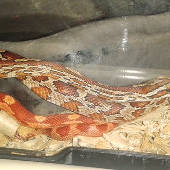 PetSmart - Corn snakes - Pet Stores Near Me - Broken Arrow, Oklahoma