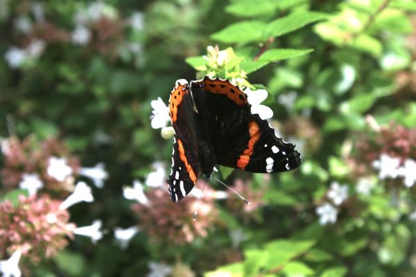 Huntsville Botanical Garden by null