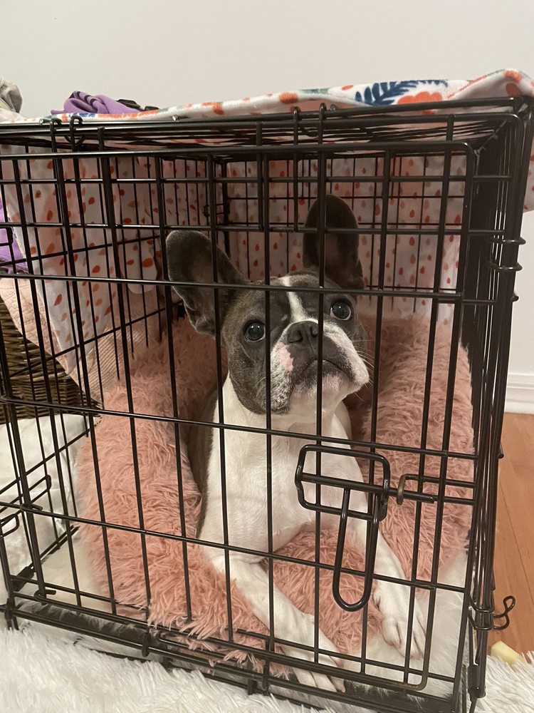 MIAMI UPHOLSTERY CLEANERS Updated August 2024 77 Photos & 82 Reviews Miami, Florida