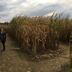 Beriswill Farm Market - Maze