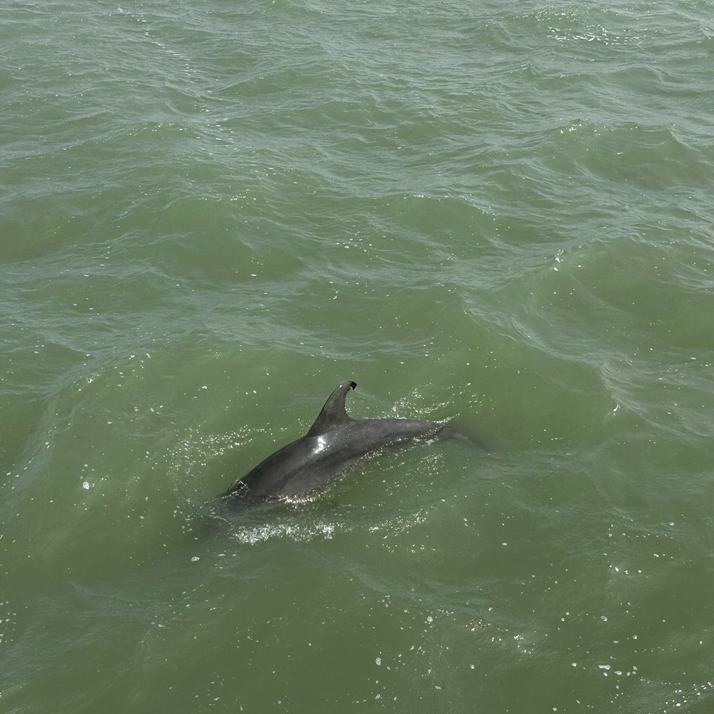 Dolphin Docks - Fishing Near Me - Port Isabel, Texas Dolphin Docks - Fishing Near Me - Port Isabel, Texas