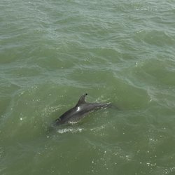 Dolphin Docks