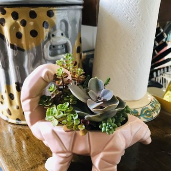 Dewy Flowers - My dinosaur succulent! - Nurseries & Gardening Near Me - Los Angeles, California