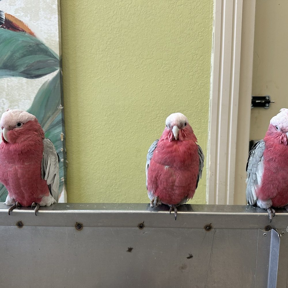 Parrot Mountain & Gardens - Baby bird nursery. You have the opportunity to purchase a bird if you would like. - Parks Near Me - Pigeon Forge, Tennessee Parrot Mountain & Gardens - Baby bird nursery. You have the opportunity to purchase a bird if you would like. - Parks Near Me - Pigeon Forge, Tennessee