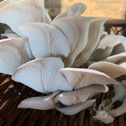 Union City Farm - Oyster mushroom