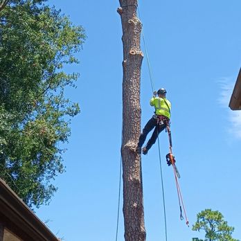 Kevin’s Tree Service - Taking down a tree - Tree Services Near Me