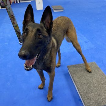 Ace'n Agility Training Center - Pet Training Near Me - Phoenix, Arizona