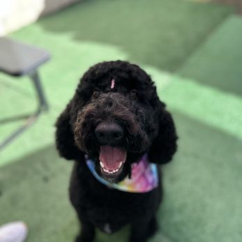 Colipets - January is the month for doodles - Pet Groomers Near Me - Atlantic Beach, Florida Colipets - January is the month for doodles - Pet Groomers Near Me - Atlantic Beach, Florida